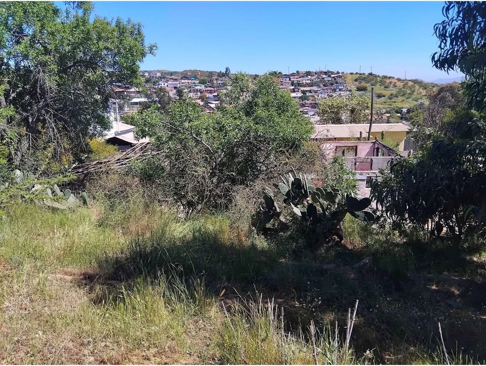 Vegetación del terreno con casas del sector al fondo
